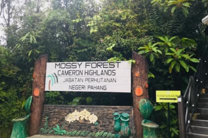 Mossy Forest jeep 4WD Gunung Brinchang Cameron Highlands summit view